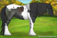 Horse Color:Black Tobiano 