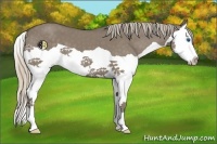 Horse Color:Silver Grullo Splash 