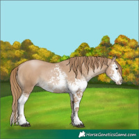 Horse Color:White Spotted Black Pearl Splash