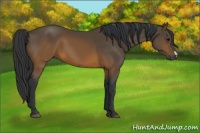 Horse Color:Brown 