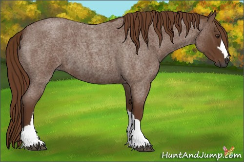 Horse Color:Gray Red Roan