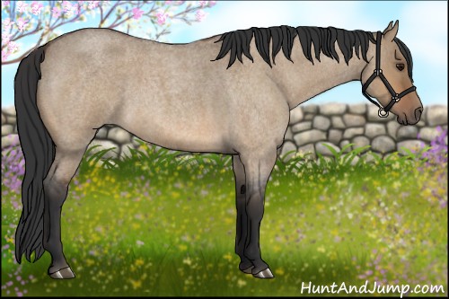 Horse Color:Bay Roan Dun