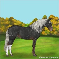 Horse Color:Liver Chestnut Appaloosa 