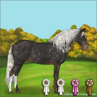 Horse Color:Liver Chestnut Appaloosa 