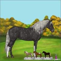 Horse Color:Liver Chestnut Appaloosa