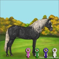 Horse Color:Liver Chestnut Appaloosa
