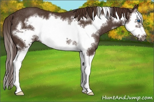 Horse Color:Liver Chestnut Splash Frame Rabicano