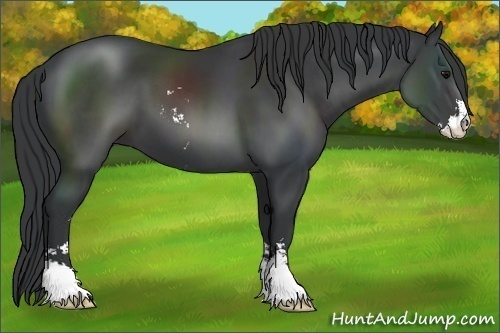 Horse Color:Black Sabino