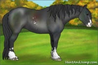 Horse Color:Black Sabino 