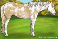 Horse Color:Red Dun Sabino 