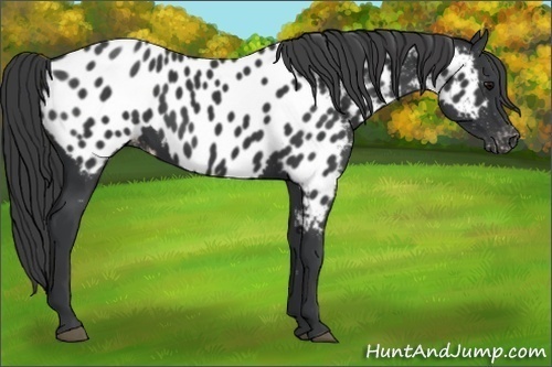 Horse Color:Black Appaloosa 