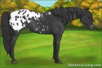 Horse Color:Black Appaloosa