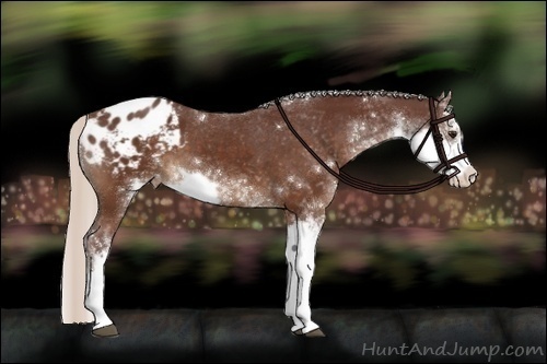 Horse Color:Chocolate Silver Brown Sabino Appaloosa 