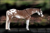Horse Color:Chocolate Silver Brown Sabino Appaloosa