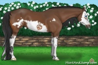 Horse Color:Bay Splash Frame