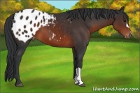 Horse Color:Brown Appaloosa 