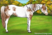 Horse Color:White Spotted Chestnut Tobiano Frame Varnish Rabicano 