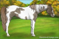 Horse Color:Chocolate Palomino Roan Tobiano Frame 