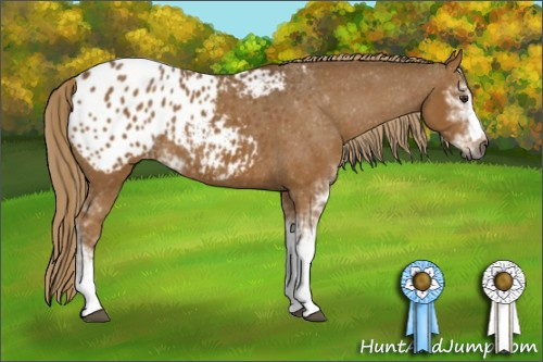 Horse Color:Gray Chestnut Sabino Blanket 