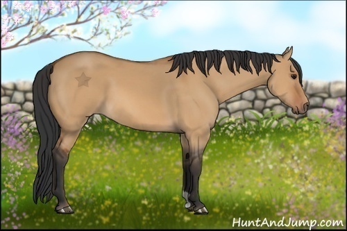 Horse Color:Bay Dun