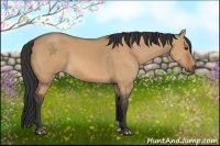 Horse Color:Bay Dun