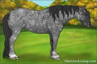 Horse Color:Blue Ice Roan 