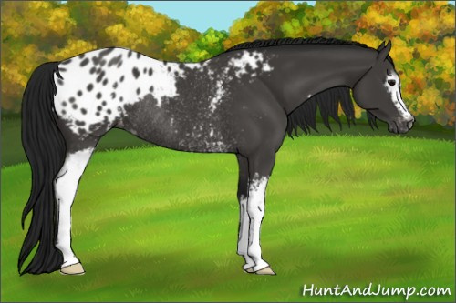Horse Color:Gray White Spotted Black Appaloosa Rabicano 
