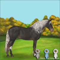 Horse Color:Liver Chestnut Appaloosa 