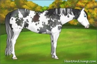 Horse Color:White Spotted Black Splash