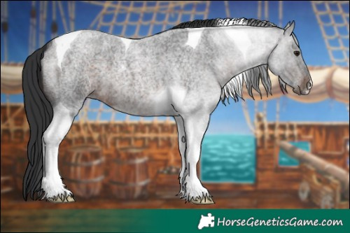 Horse Color:Brown Roan Tobiano 