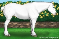 Horse Color:Perlino Appaloosa