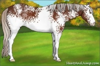 Horse Color:White Spotted Silver Brown