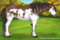 Horse Color:Bay Splash Frame 