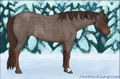 Horse Color:Liver Red Roan Rabicano 
