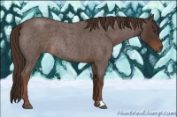 Horse Color:Liver Red Roan Rabicano 
