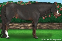 Horse Color:Liver Chestnut Appaloosa
