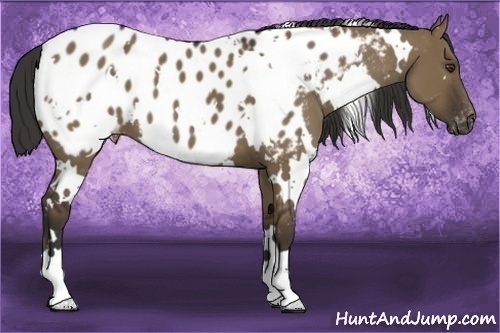 Horse Color:White Spotted Liver Red Dun Appaloosa 