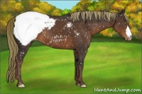 Horse Color:Liver Chestnut Appaloosa 