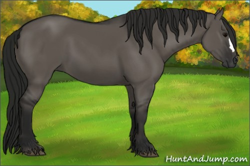 Horse Color:Gray Grullo 
