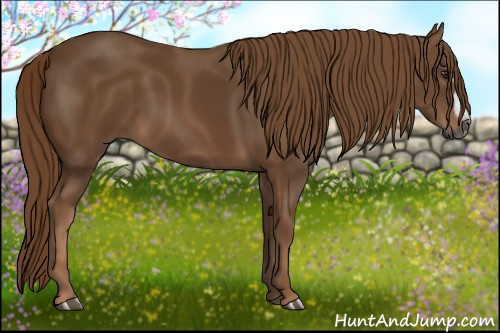 Horse Color:Gray Chestnut Frame