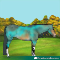 Horse Color:Buckskin Tobiano 