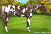 Horse Color:White Spotted Liver Chestnut Snowflake Varnish