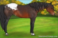 Horse Color:Brown Appaloosa 