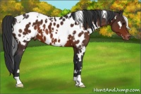 Horse Color:White Spotted Brown Blanket 