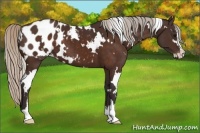 Horse Color:White Spotted Silver Brown Sabino Appaloosa 