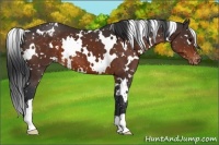 Horse Color:White Spotted Brown Appaloosa 
