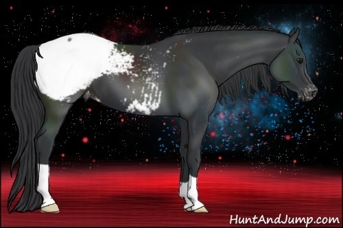 Horse Color:Black Appaloosa