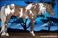 Horse Color:White Spotted Silver Brown Frame Appaloosa 