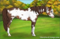 Horse Color:Liver Chestnut Frame Appaloosa