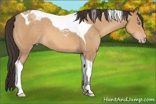 Horse Color:Amber Champagne Tobiano